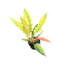 Philodendron "Ring of fire" Gold var.