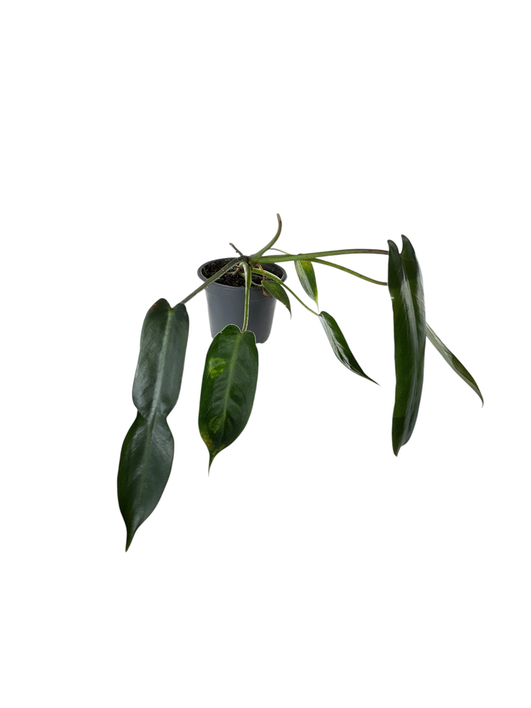 Philodendron Spiritus Sancti