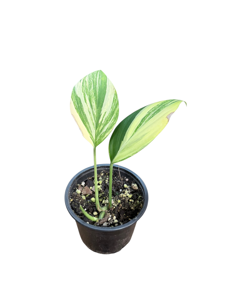 Raphidophora decursiva Dragon Tail Aurea Variegata