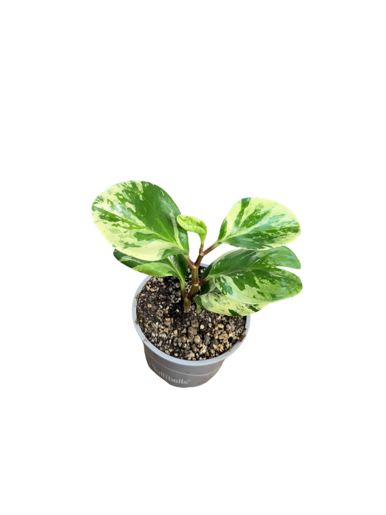 Peperomia obstusifolia variegata