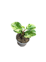 Peperomia obstusifolia variegata
