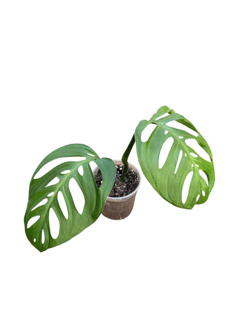 Monstera Epipremnoides Esqueleto