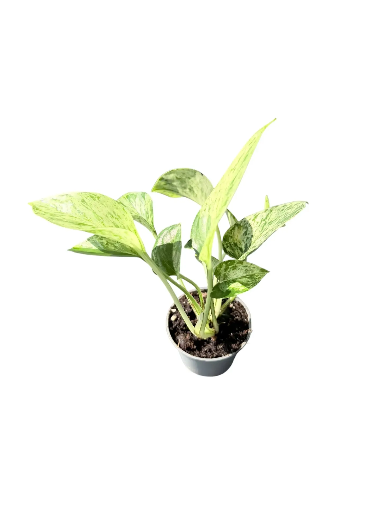 Epipremnum aureum 'Marble Queen' — Pot Ø 5 cm