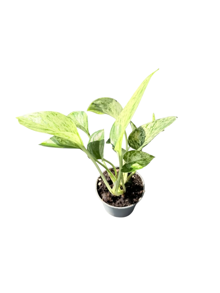 Epipremnum aureum 'Marble Queen' — Pot Ø 5 cm
