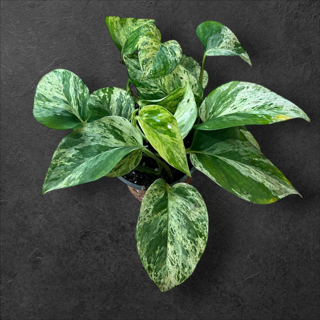 Epipremnum aureum « Marble Queen » 
