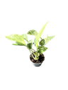 Epipremnum aureum 'Marble Queen' — Pot Ø 5 cm