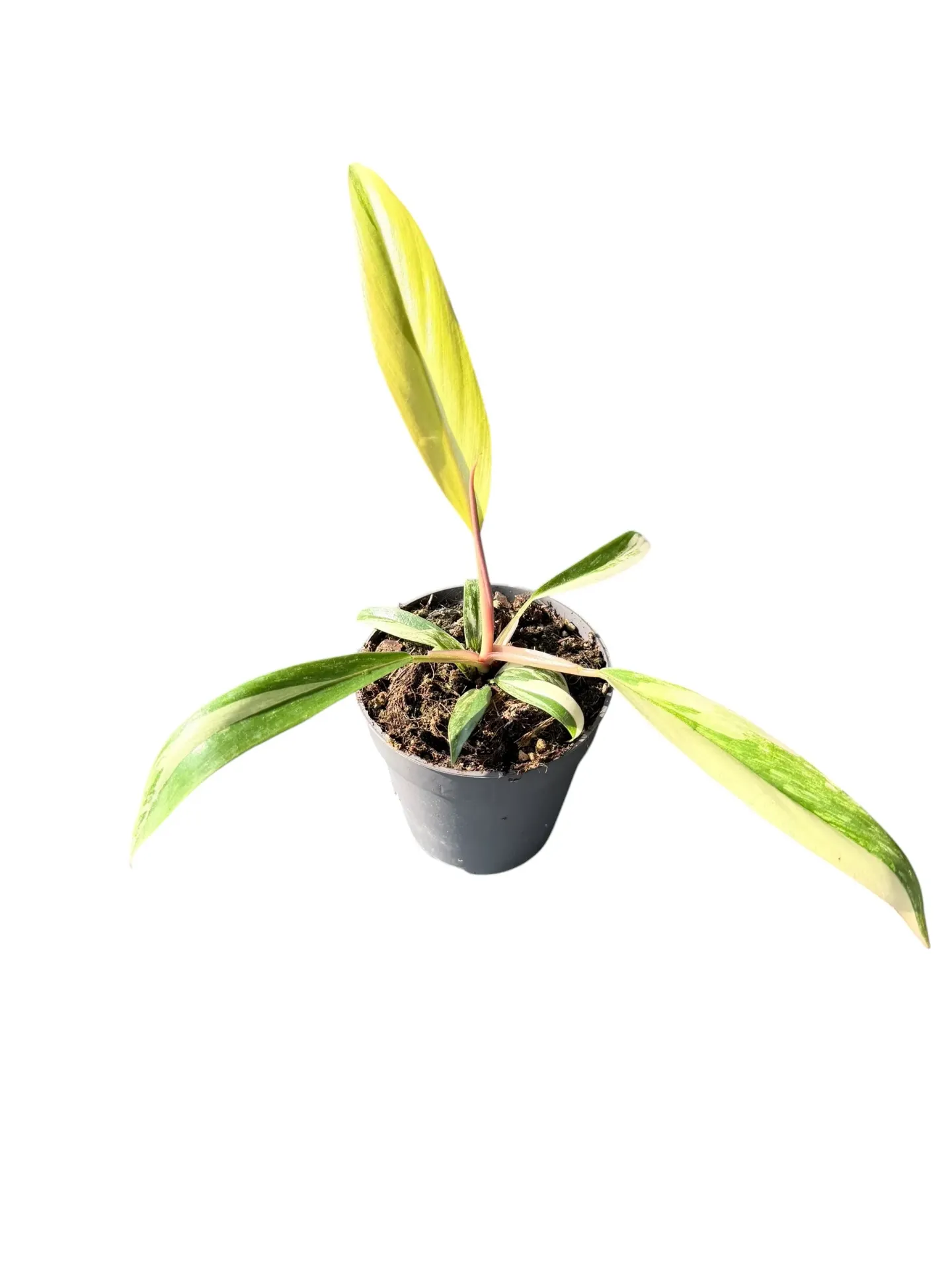 Philodendron 'Caramel Marble' — Pot Ø 10 cm