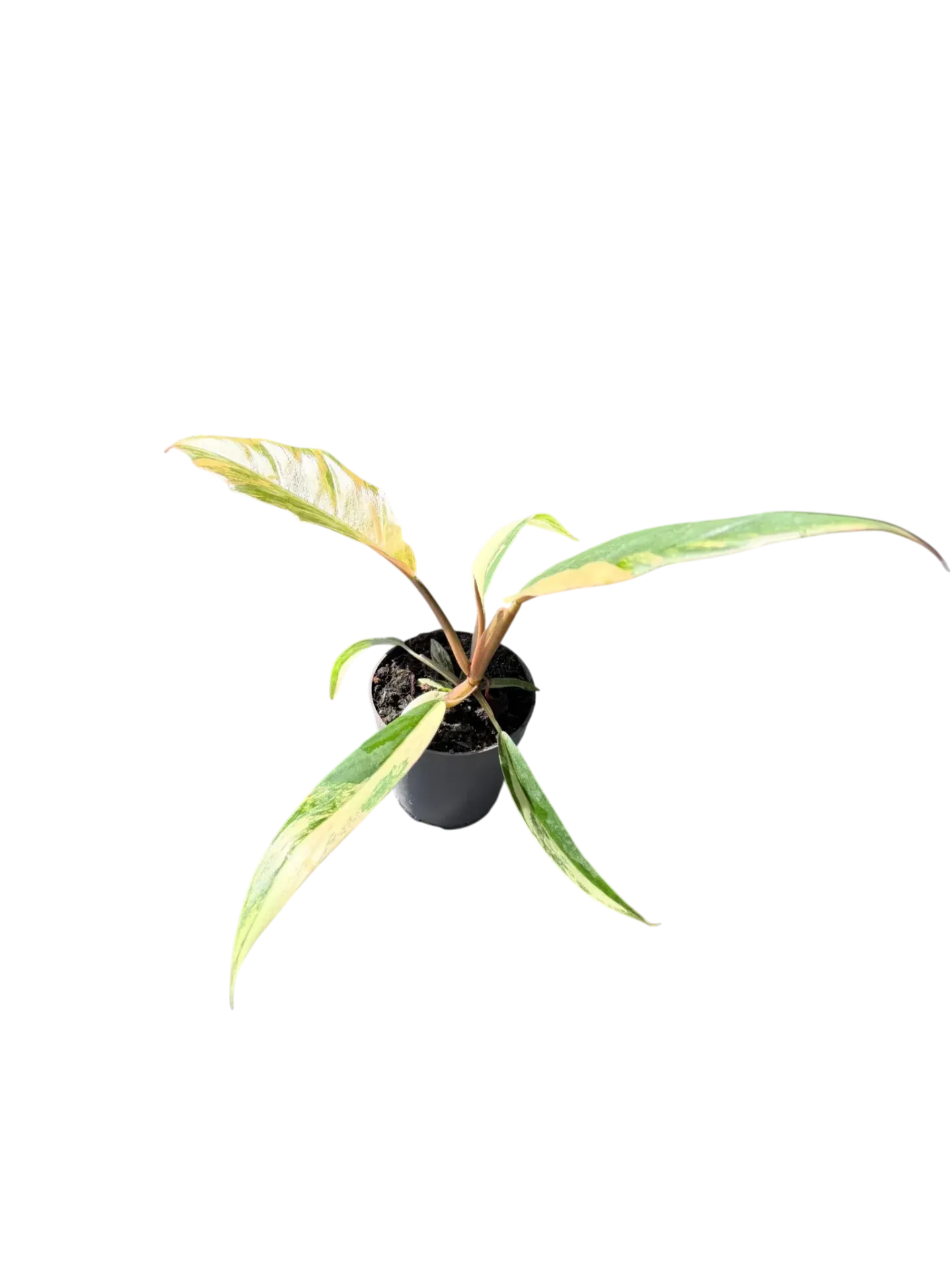 Philodendron 'Caramel Marble' — Pot Ø 10 cm