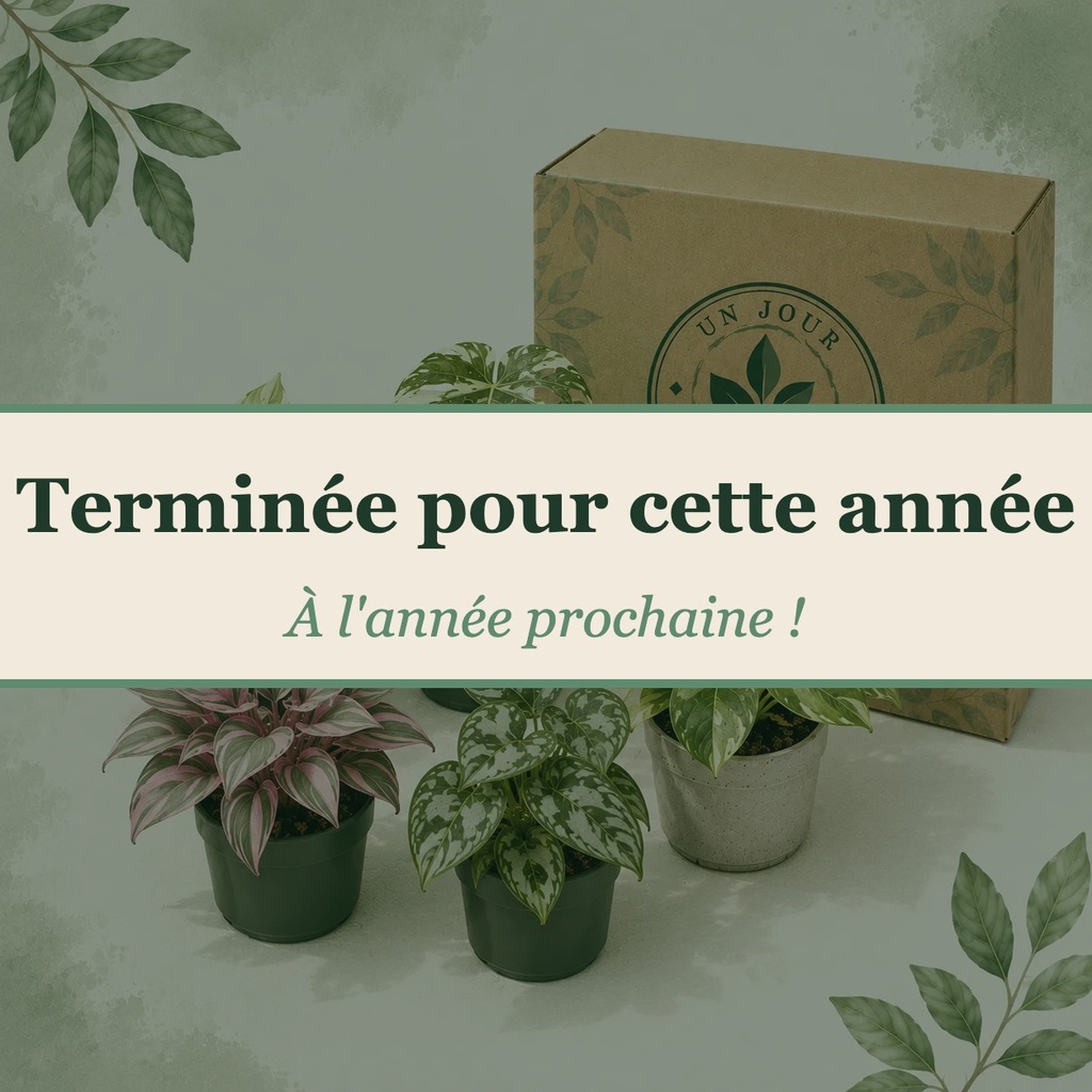 La Summer Box — 5 plantes · Pots Ø 7 à 9 cm