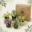 La Summer Box — 5 plantes · Pots Ø 7 à 9 cm