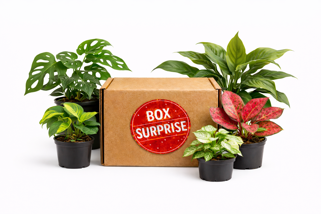 Box surprise « Un Jour Une Plante » (# 1)