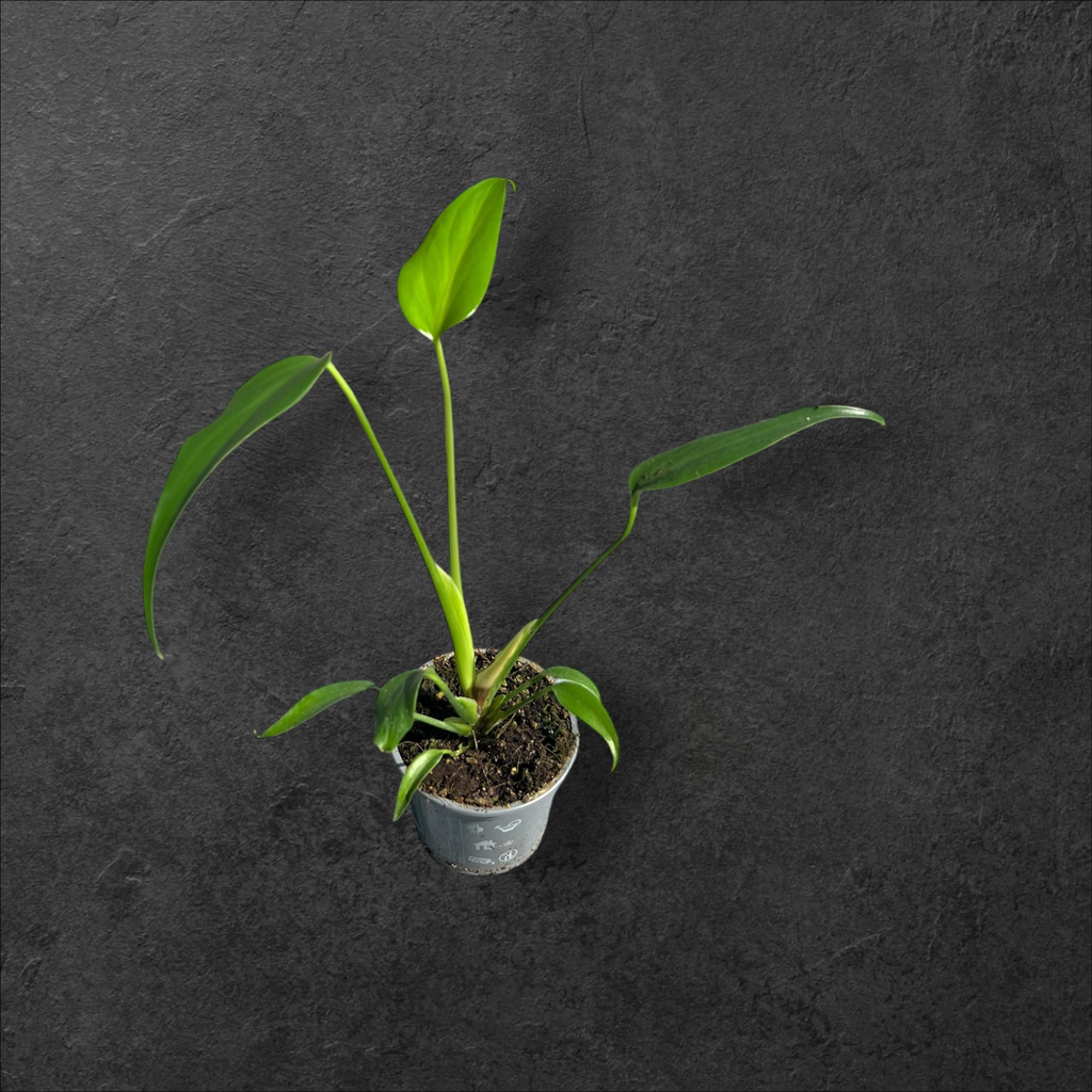 Monstera « Burle Marx Flame »