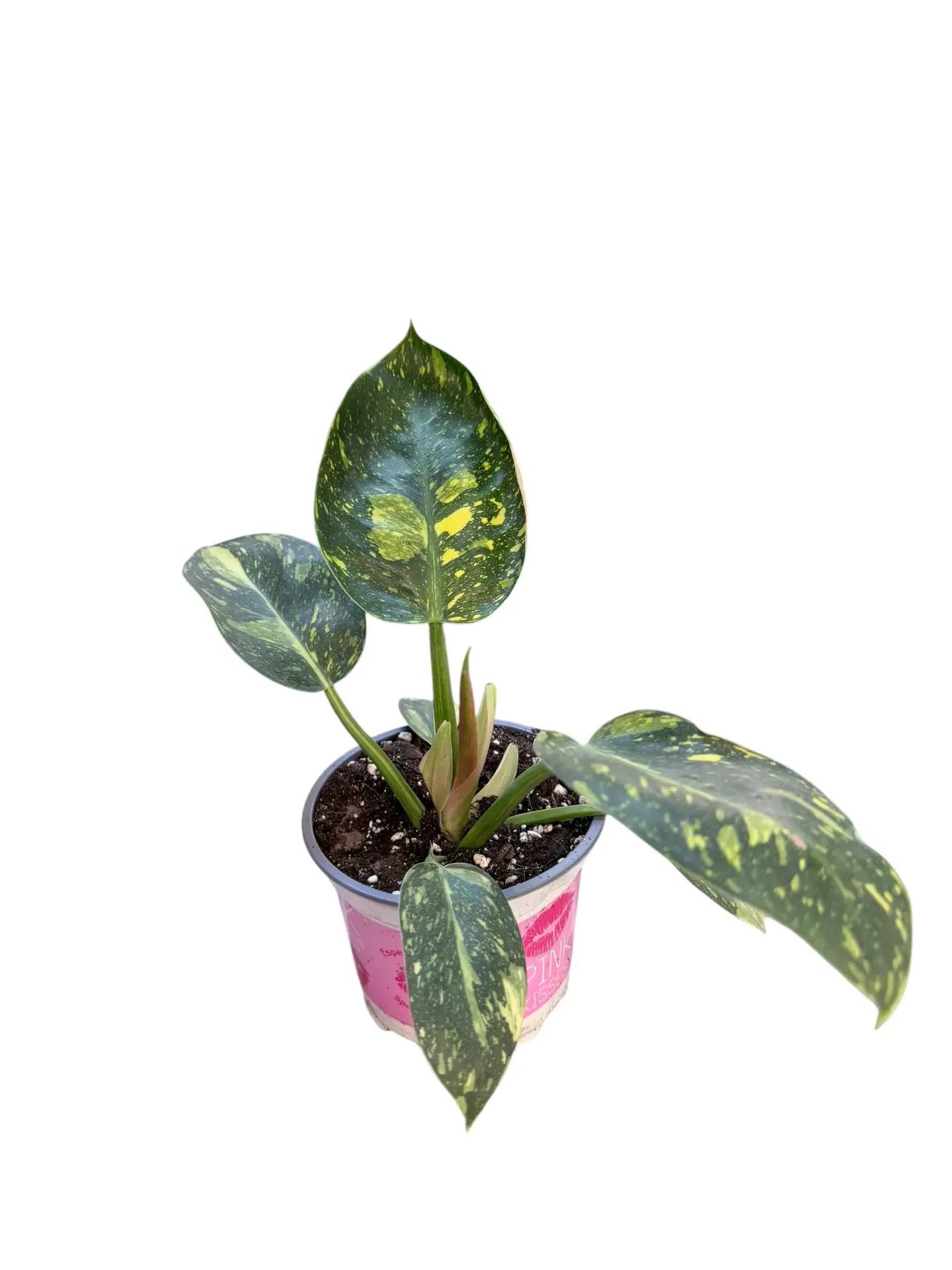 Philodendron "Green Congo"
