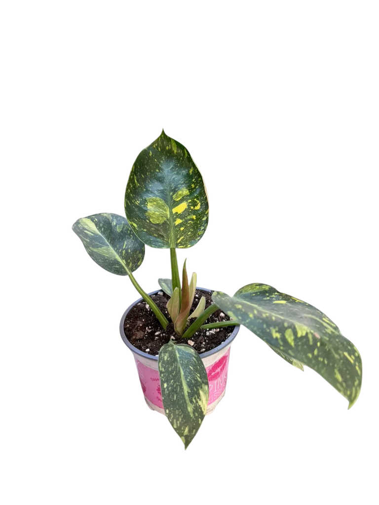 Philodendron "Green Congo"