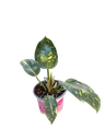 Philodendron "Green Congo"