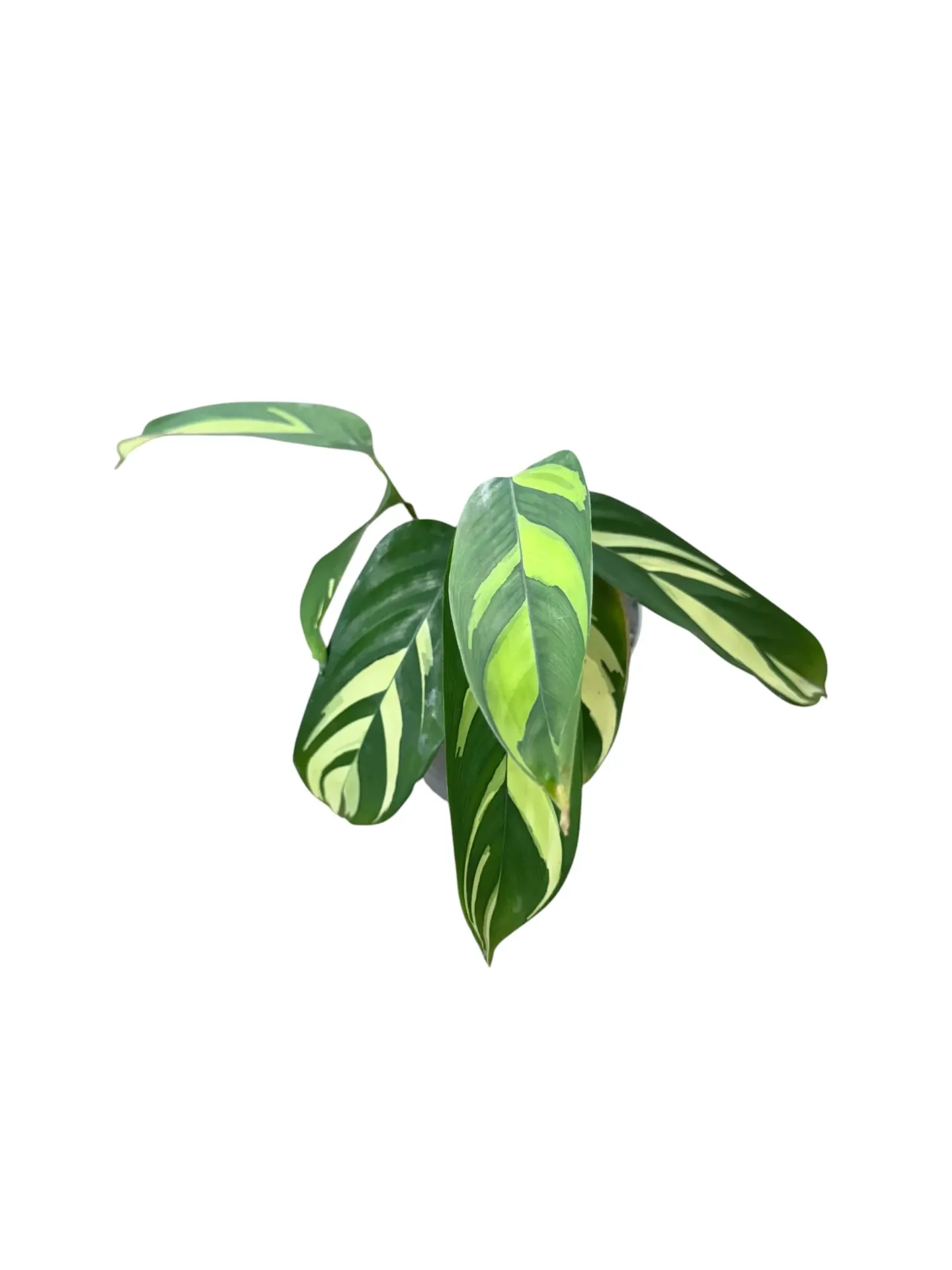 Calathea "Golden Mosaic"