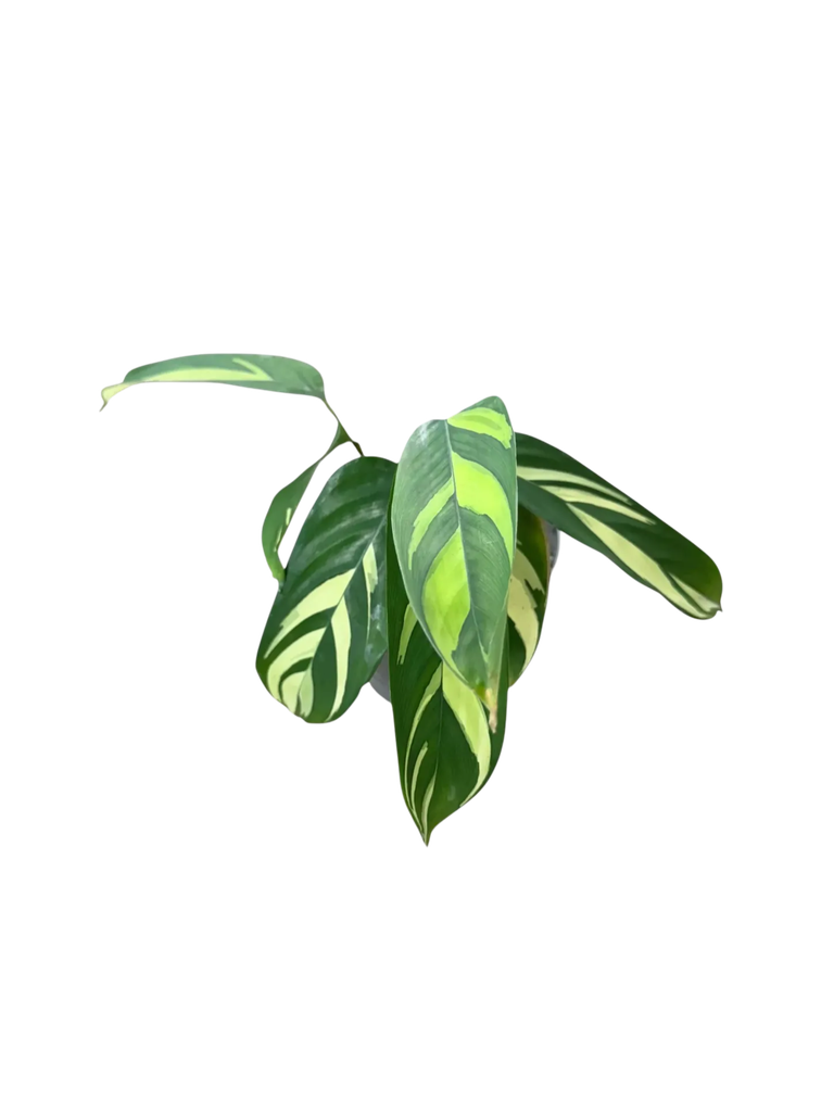 Calathea "Golden Mosaic"