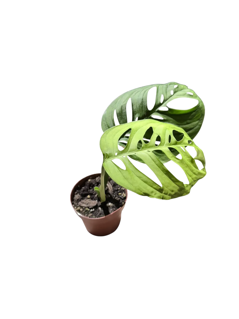 Monstera epipremnoides 'Esqueleto' — Pot Ø 12 cm