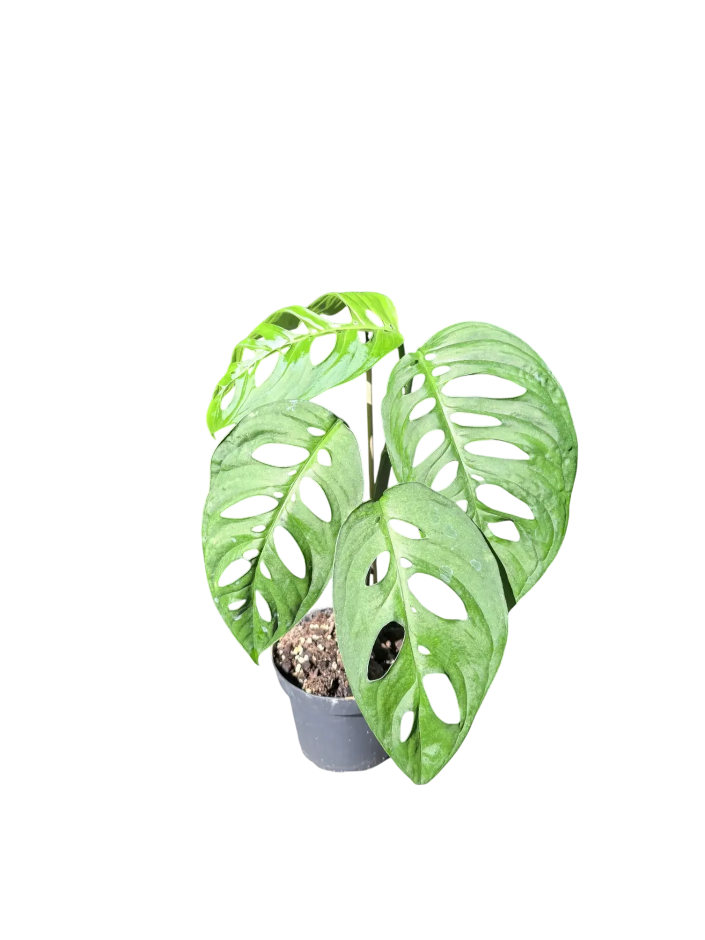 Monstera epipremnoides 'Esqueleto' — Pot Ø 12 cm
