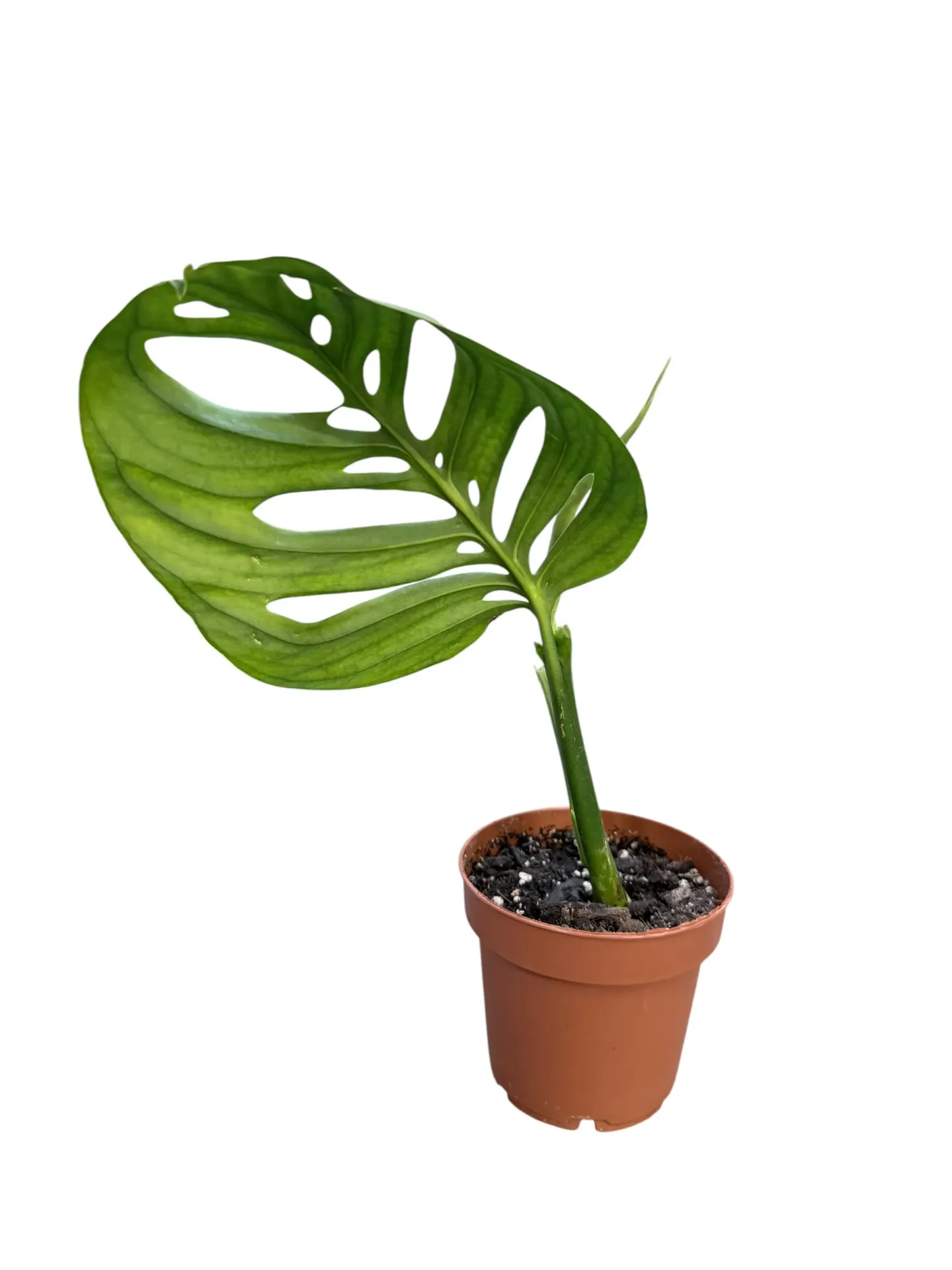 Monstera epipremnoides 'Esqueleto'
