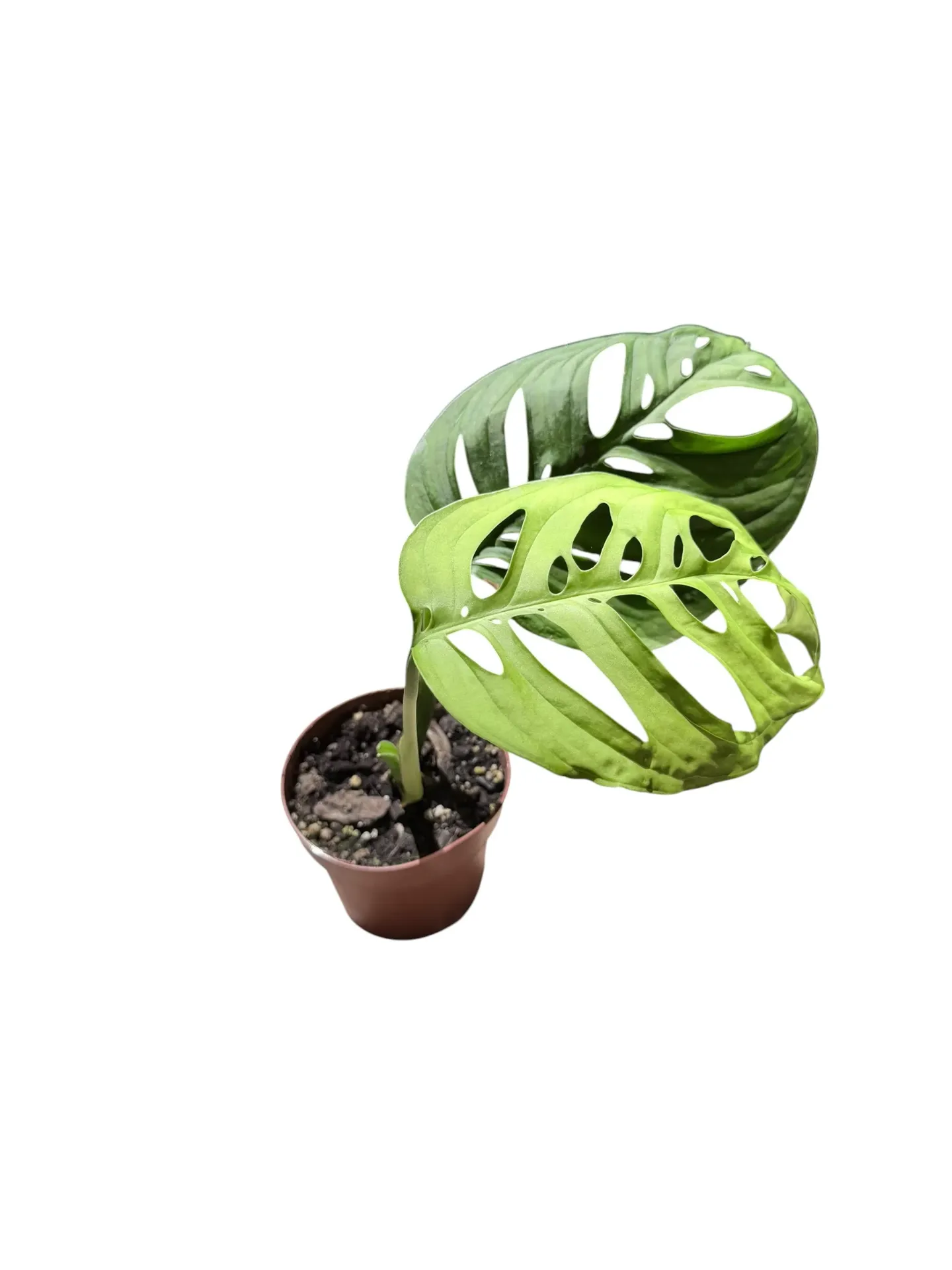 Monstera epipremnoides 'Esqueleto'
