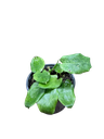 Calathea "network"