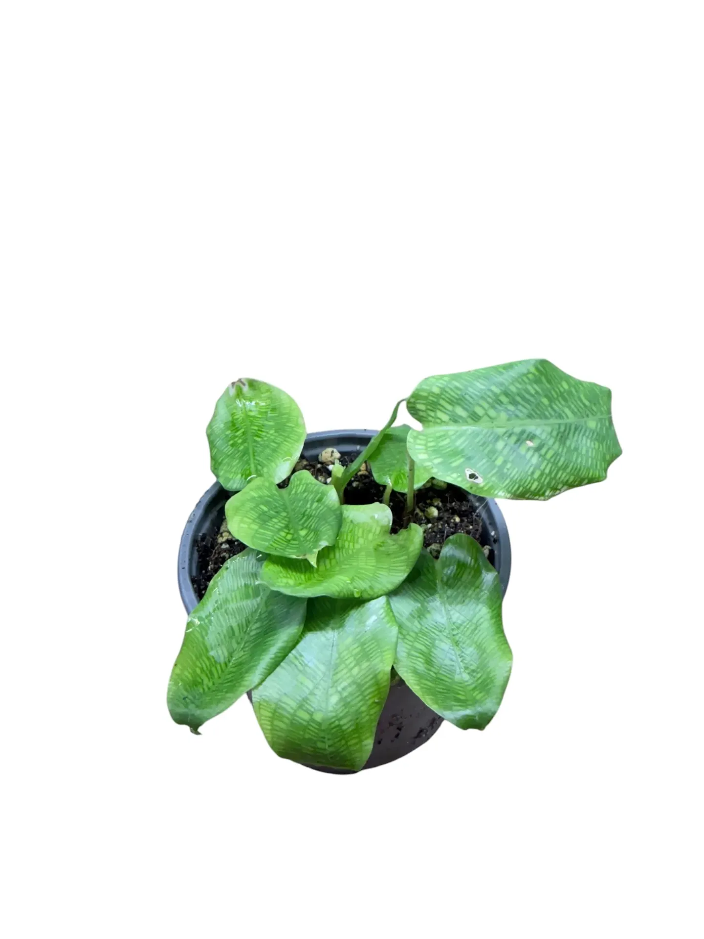 Calathea "network"
