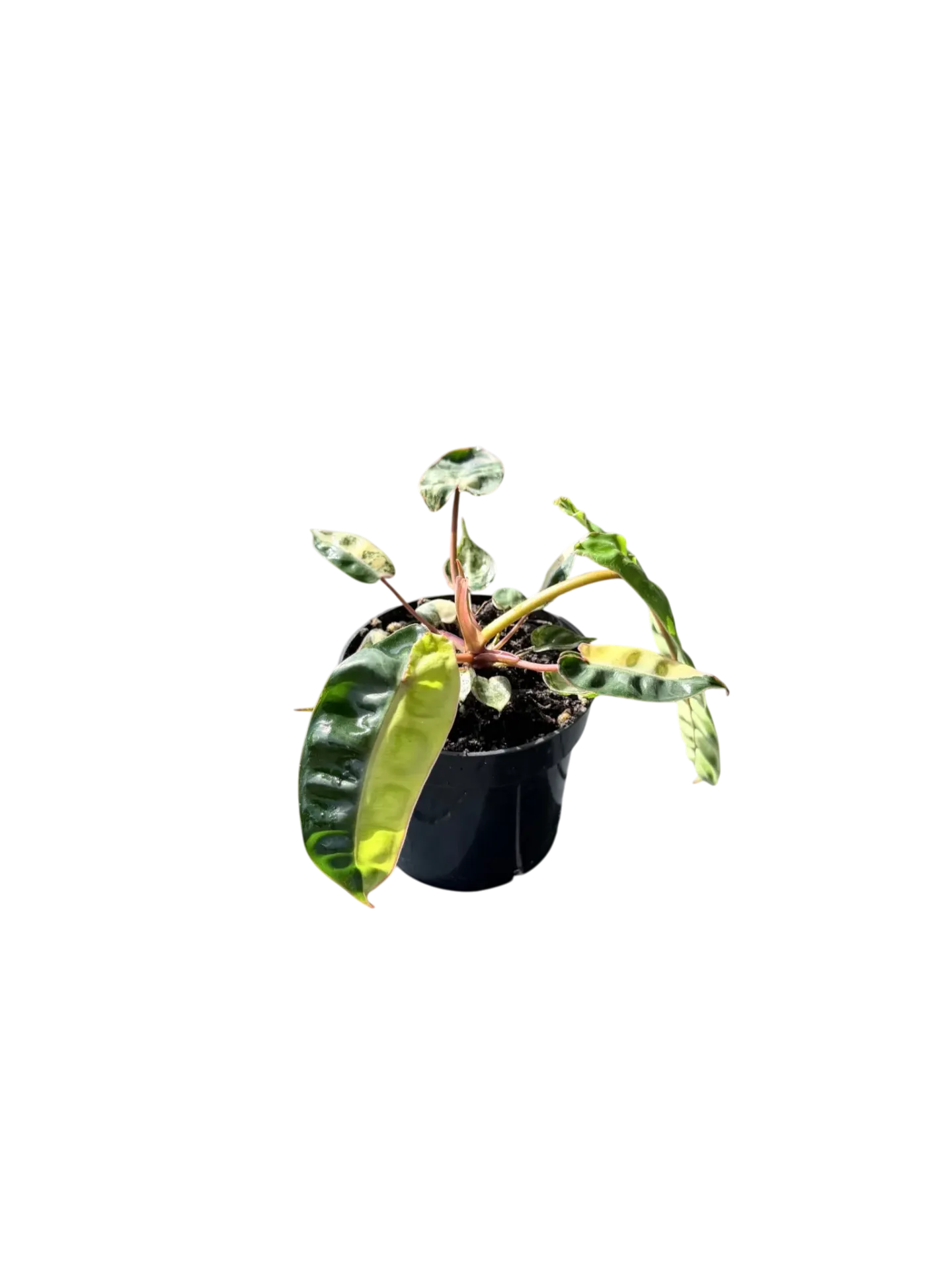 Philodendron billietiae variegated — Pot Ø 10 cm