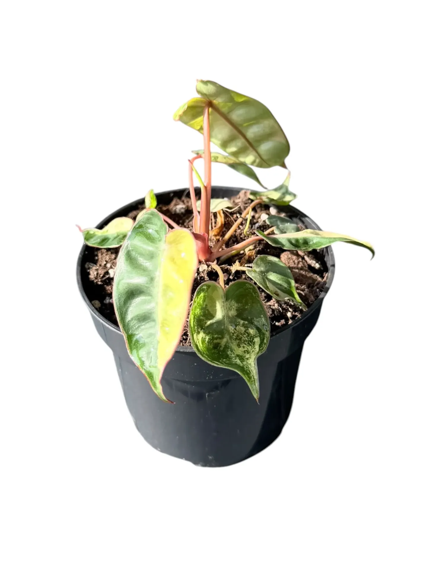 Philodendron billietiae variegated — Pot Ø 10 cm