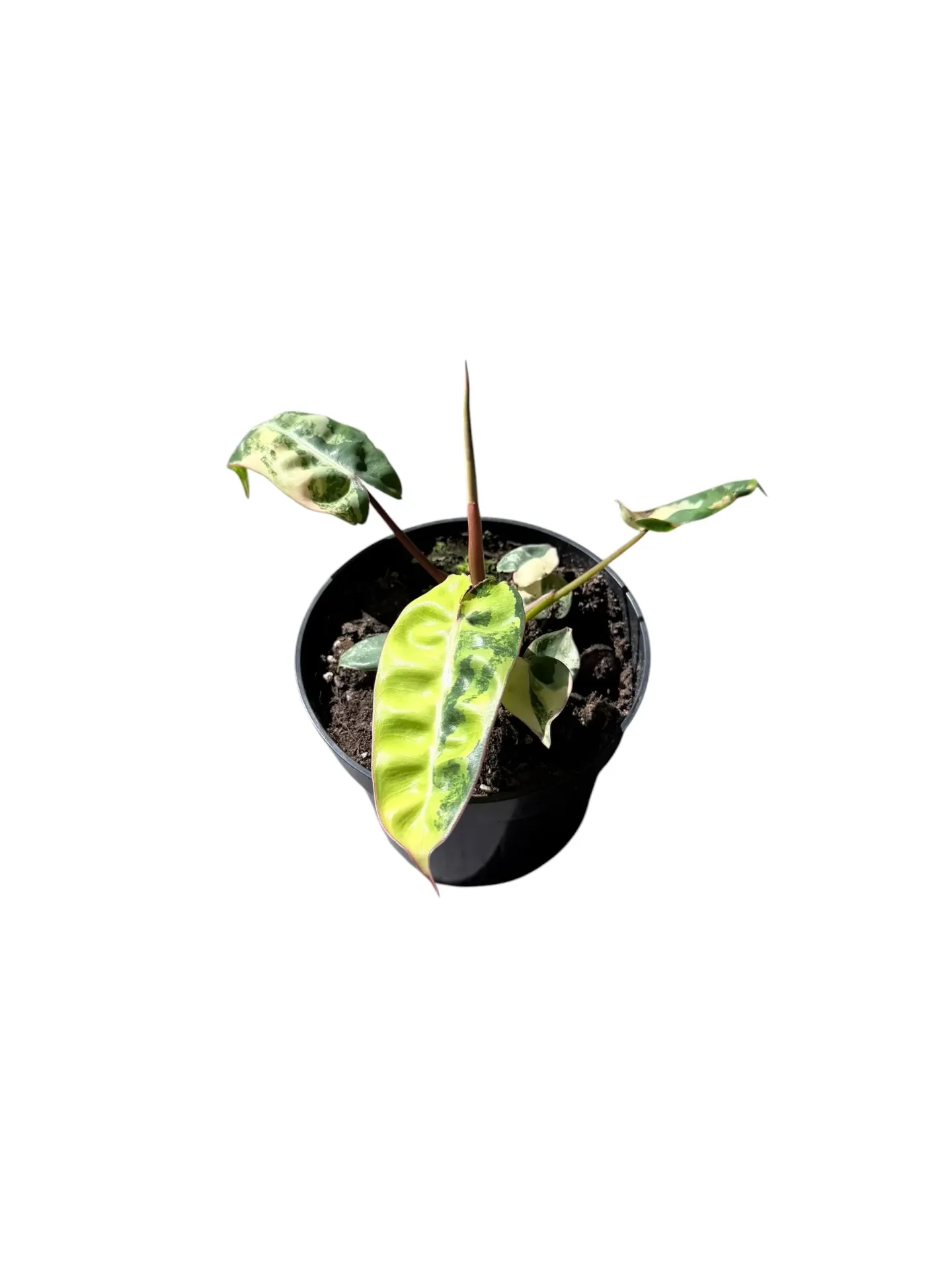 Philodendron billietiae variegated — Pot Ø 12 cm