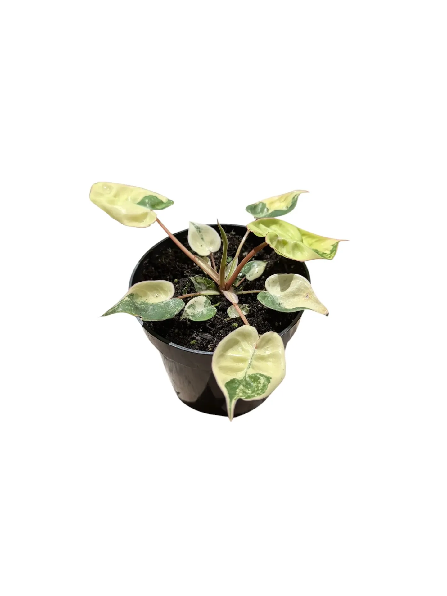 Philodendron billietiae variegated — Pot Ø 12 cm