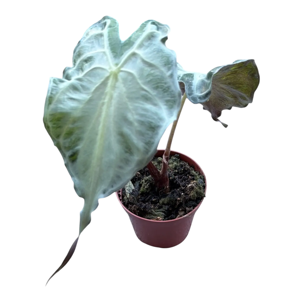 Alocasia 'Venom' — Pot Ø 7 cm