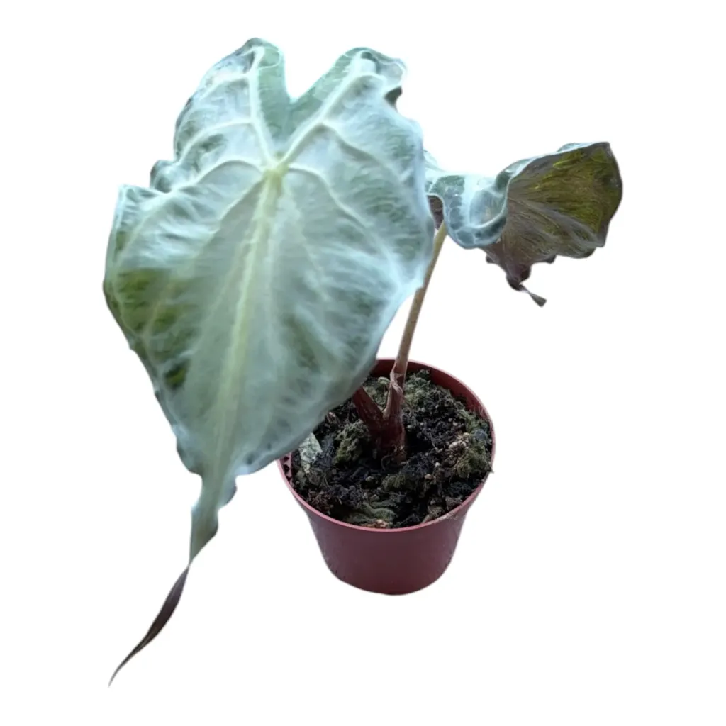 Alocasia 'Venom' — Pot Ø 7 cm