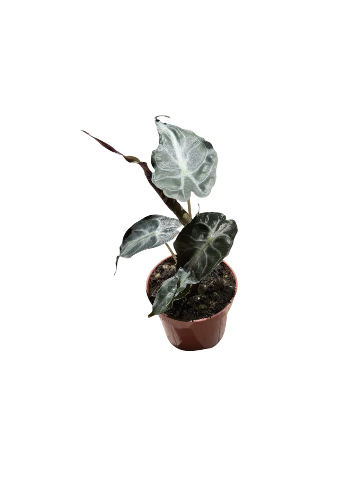 Alocasia 'Venom' — Pot Ø 7 cm