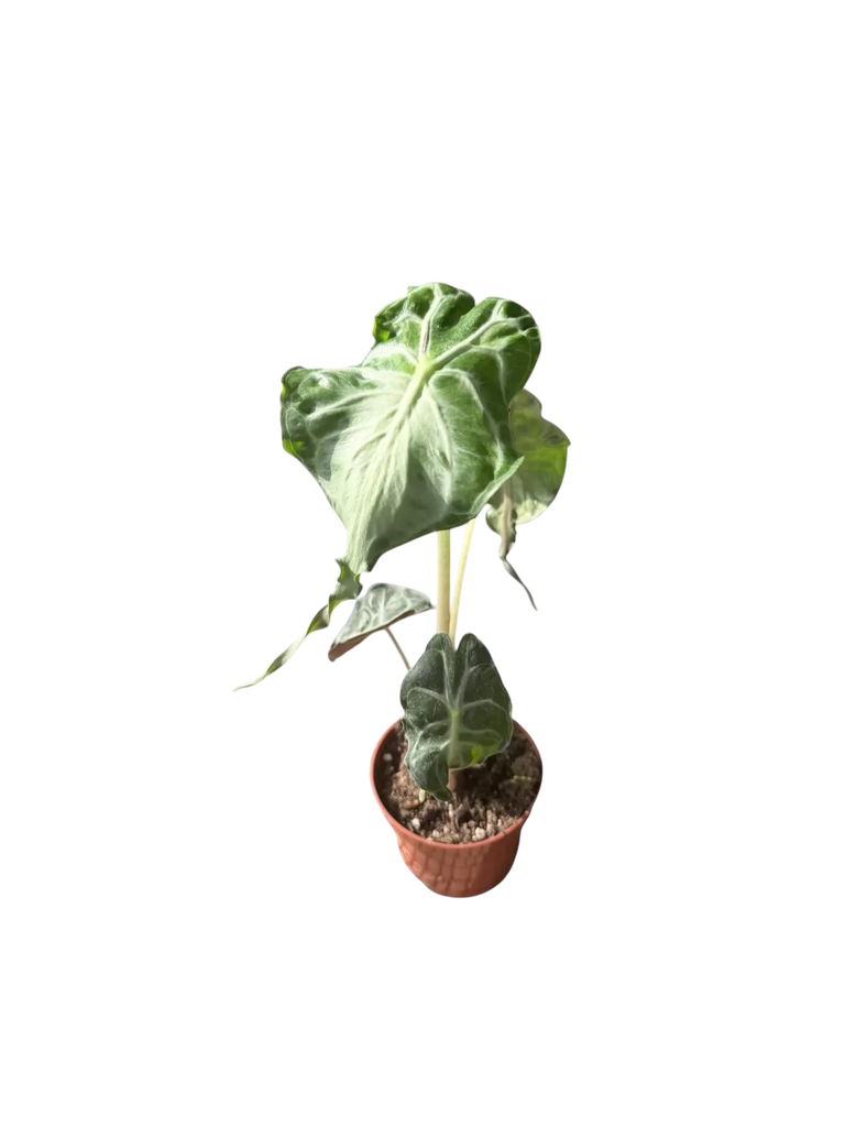 Alocasia 'Venom' — Pot Ø 9 cm