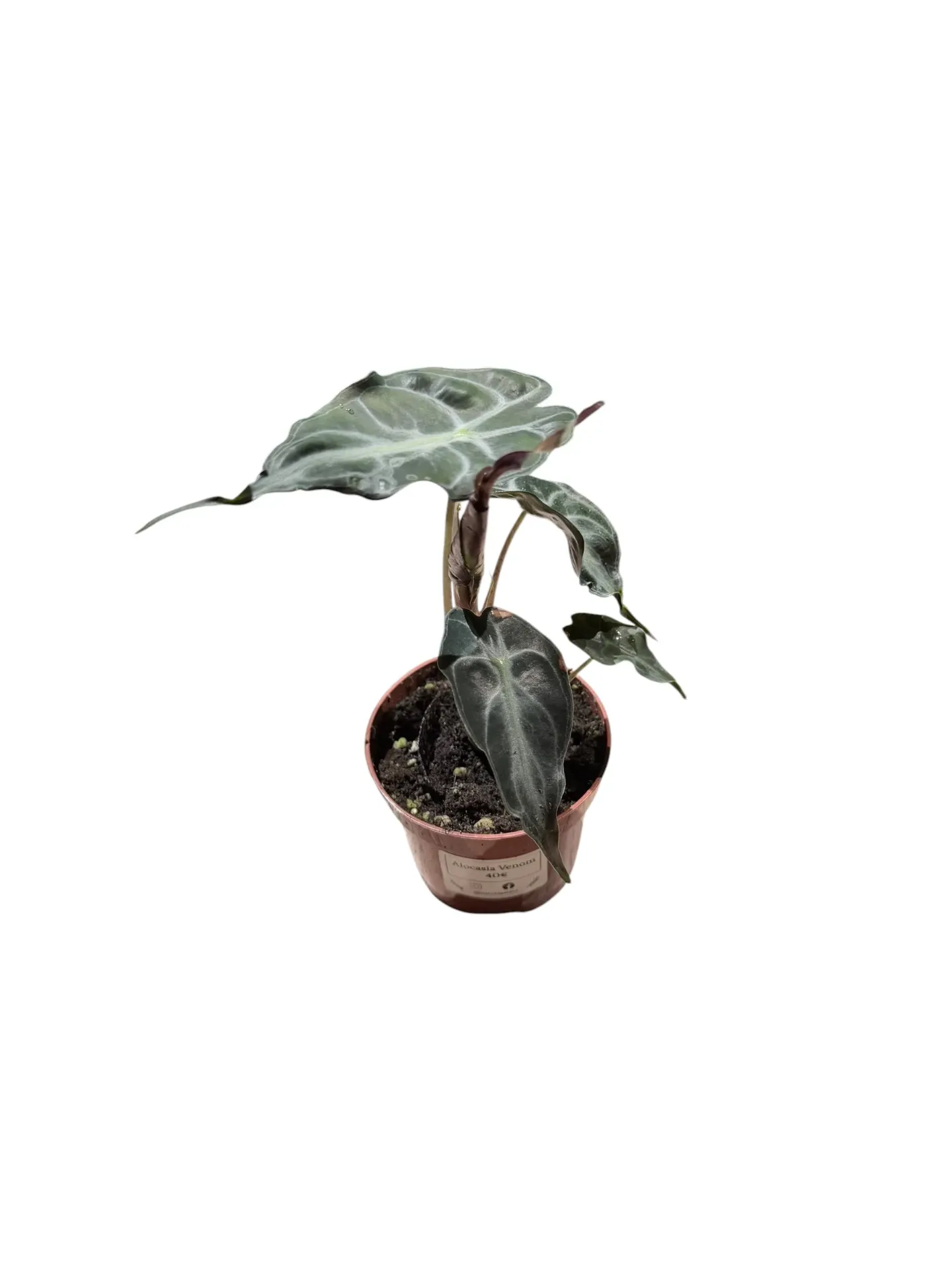 Alocasia 'Venom' — Pot Ø 7 cm