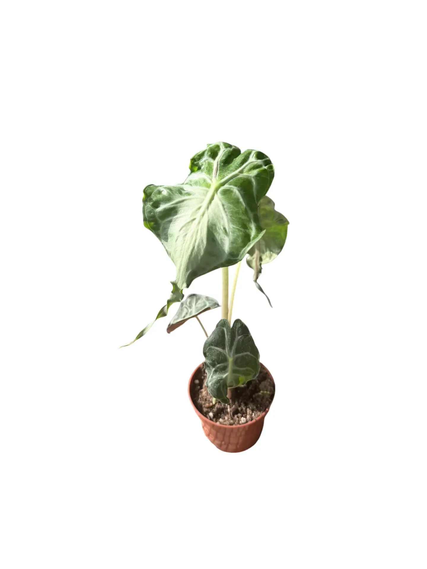 Alocasia 'Venom' — Pot Ø 9 cm