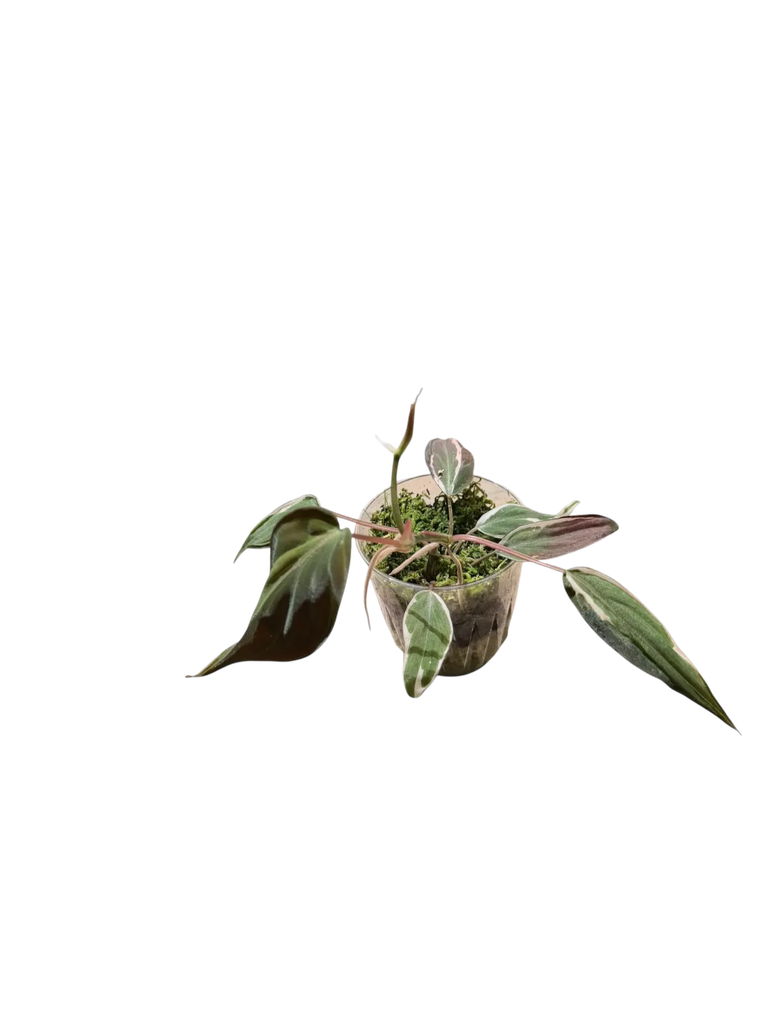 Philodendron hederaceum 'Micans Halo' — Pot Ø 7 cm
