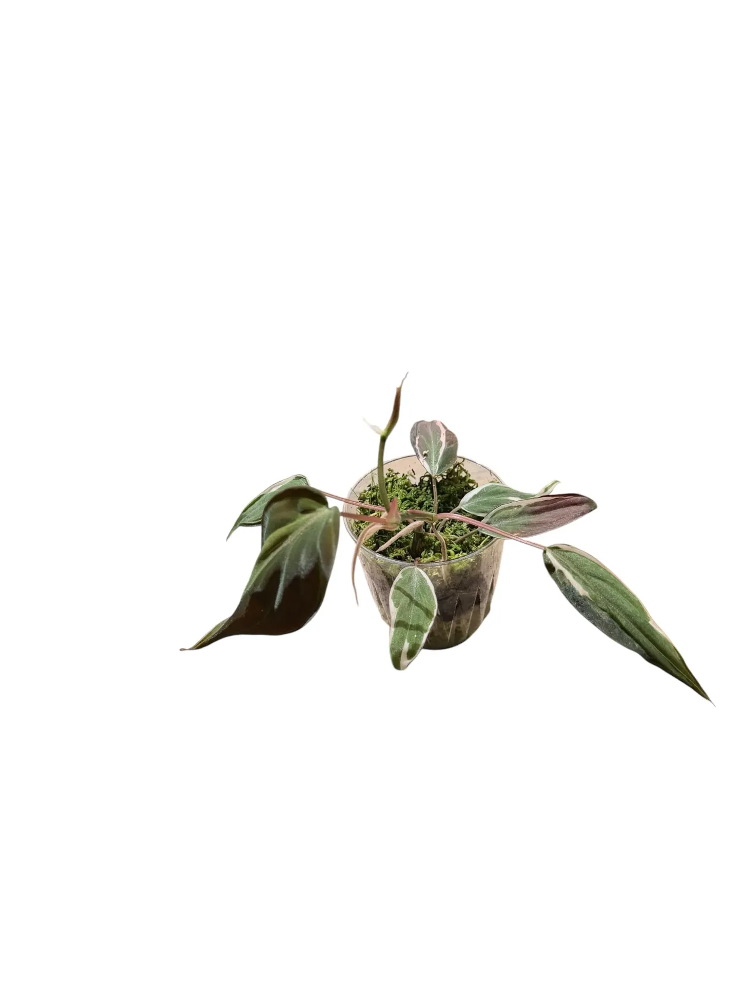 Philodendron hederaceum 'Micans Halo' — Pot Ø 7 cm