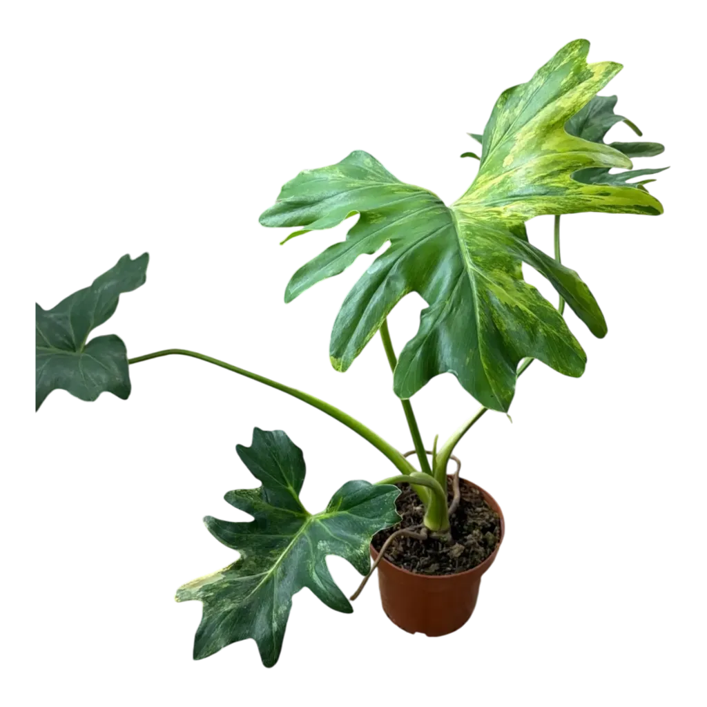 Philodendron bipinnatifidum (Selloum) variegated — Pot Ø 10 cm