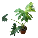Philodendron bipinnatifidum (Selloum) variegated — Pot Ø 10 cm