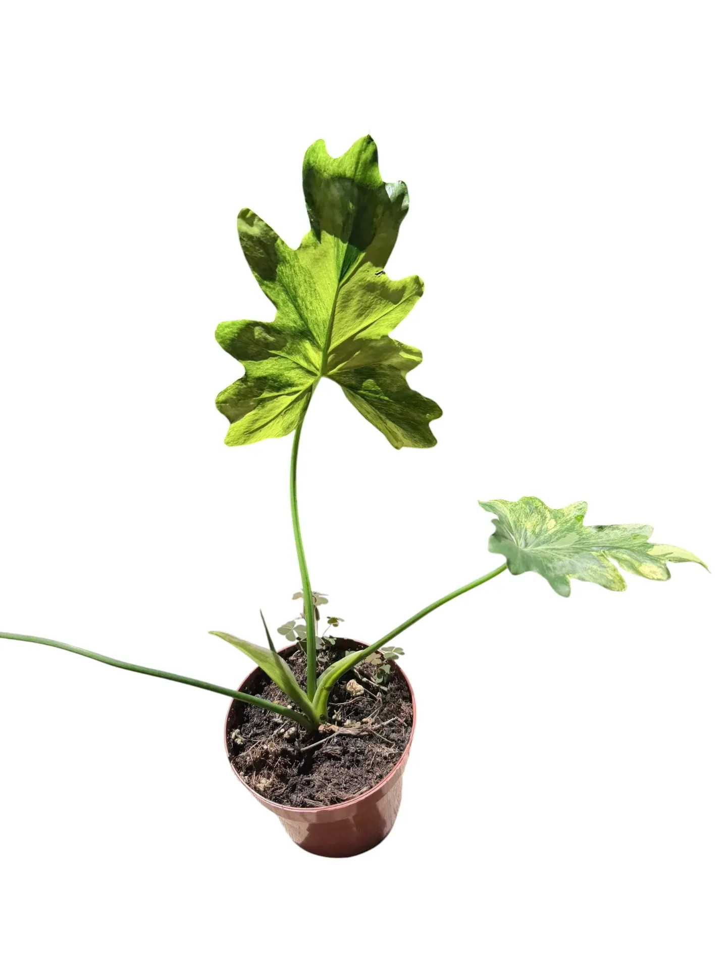 Philodendron bipinnatifidum (Selloum) variegated — Pot Ø 10 cm