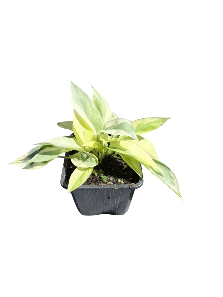Philodendron burle-marxii 'White Lava' — Pot Ø 7 cm