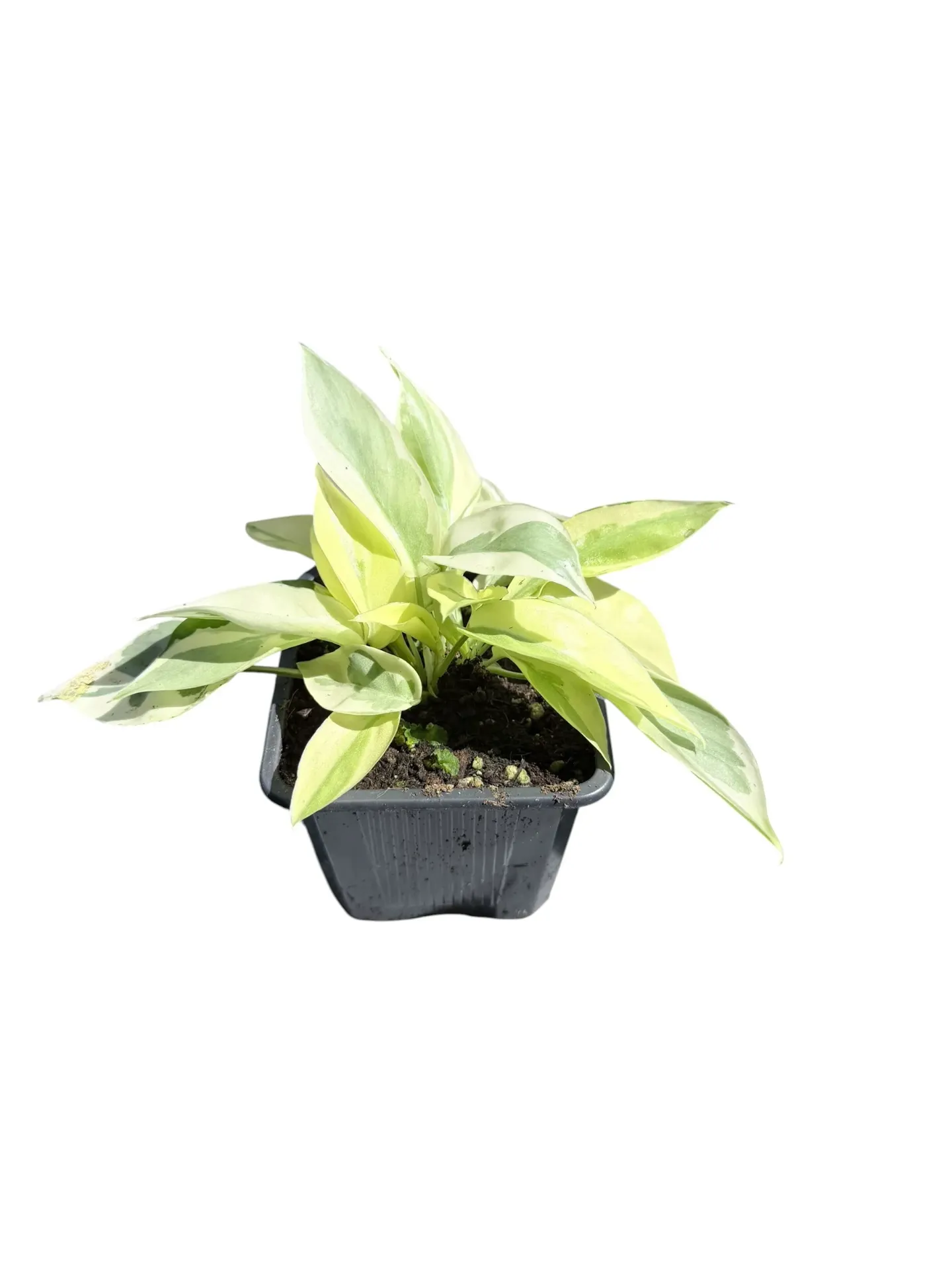 Philodendron burle-marxii 'White Lava' — Pot Ø 7 cm