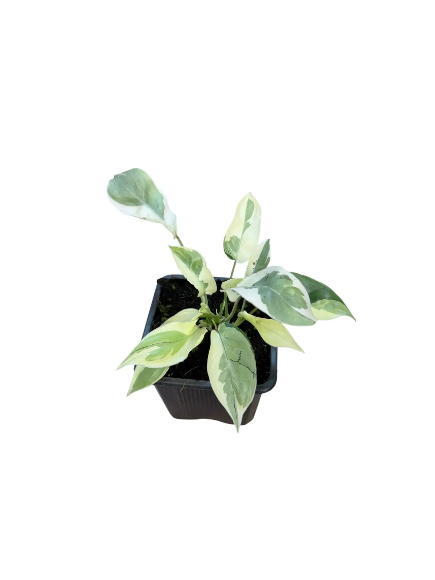 Philodendron 'White Lava' — Pot Ø 7 cm