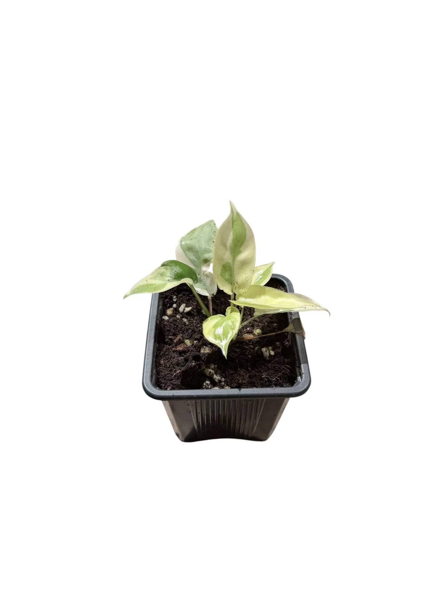 Philodendron 'White Lava' — Pot Ø 7 cm