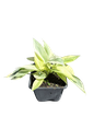 Philodendron burle-marxii 'White Lava' — Pot Ø 7 cm