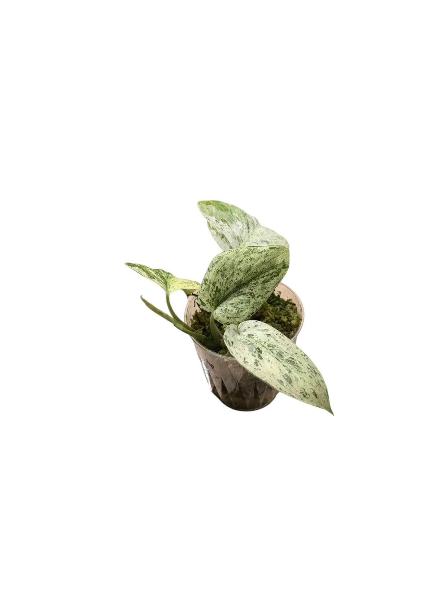 Scindapsus pictus 'Jade Satin Marble'— Pot Ø 7 cm