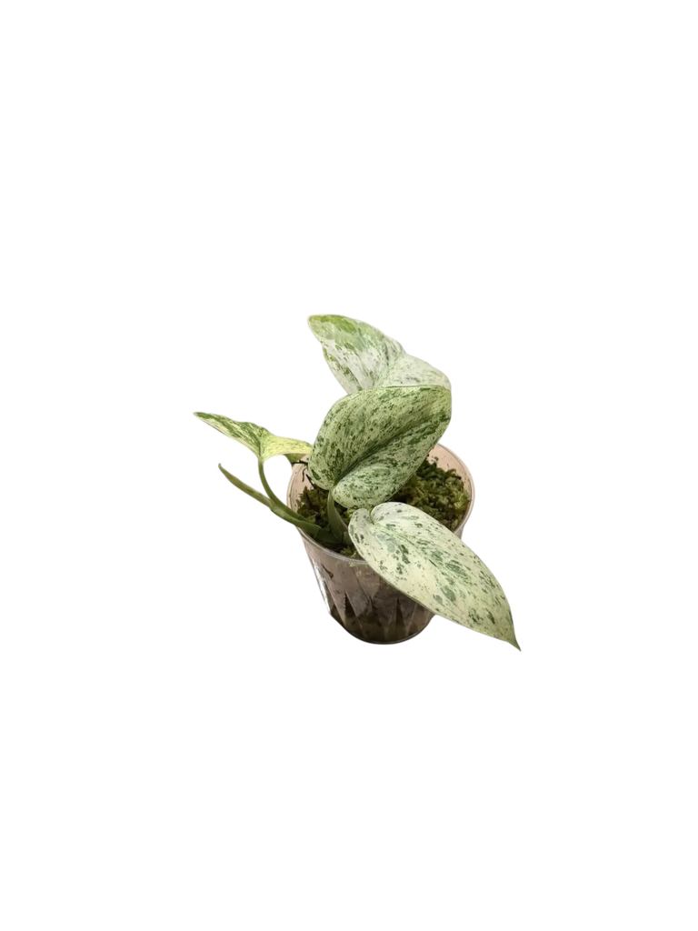 Scindapsus pictus 'Jade Satin Marble'— Pot Ø 7 cm