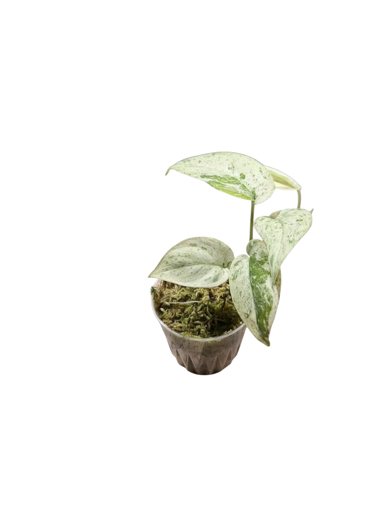 Scindapsus pictus 'Jade Satin Marble' — Pot Ø 7 cm